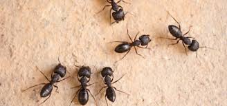 carpenter ant infestations
