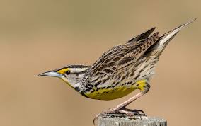 Goodbye, Meadowlarks: Study Reports 3 Billion Fewer Birds In U.S. And  Canada | Earthwhile