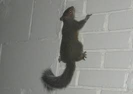 How To Get A Squirrel Out Of The Chimney