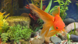 fantail goldfish fin turning black