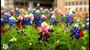 10 texas springtime wildflowers