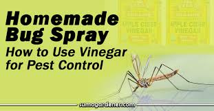 homemade bug spray how to use vinegar