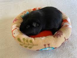 donut bed for guinea pigs in polar