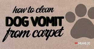 cleaning dog vomit from carpet