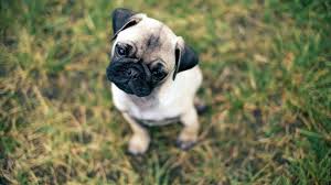 Bred as a companion to royalty, they make an ideal house dog and require only minimal daily exercise. Pug Dog Hd Wallpapers For Laptop Wallpaper Cave