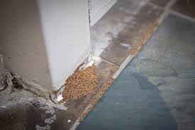 Termites Termite Treatments
