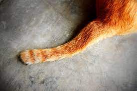 Check spelling or type a new query. A Cat S Tale What Your Cat S Tail Is Telling You Beverly Hills Veterinary Associates Beverly Hills Veterinary Associates Beverly Hills Mi