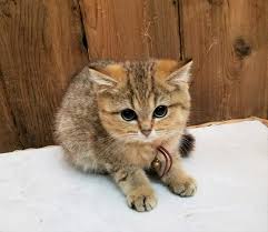 pr lou female british shorthair cat