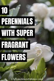 Fragrant Flowers 10 Perennial Plants