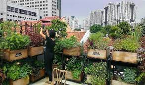 Herb Garden In Singapore