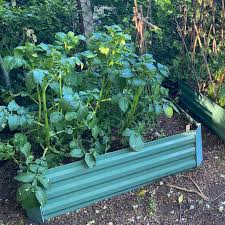 sage green raised bed vegetable planter