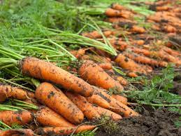 carrots are ready to harvest