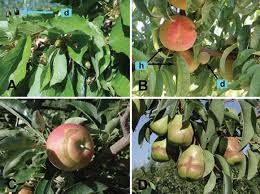 Evaluating Tree Fruit Bud Fruit Damage From Cold