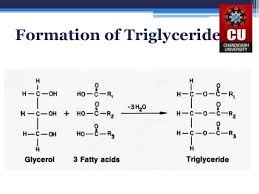 triglycerides diagram quizlet