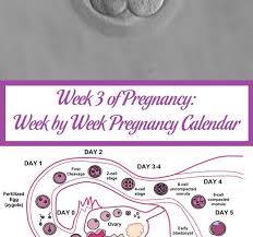 Week 3 Of Pregnancy Week By Week Pregnancy Calendar