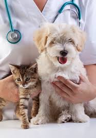Welcome to happy pets vets. Happy Pets Mobile Veterinarian Tampa Fl
