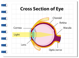 eye diagram 1848742 vector art at vecy