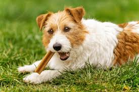 best dental chews for dogs 2024