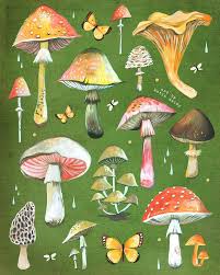Mushroom Chart Print Fungi Identification Watercolor