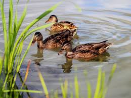 Wild Ducks In Garden Ponds - Tips For Attracting Ducks To Your Property
