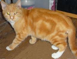 Top ragdoll breeders in ontario offering you the opportunity to own these remarkable creatures. Cat For Adoption Marmalade A Bengal Domestic Short Hair Mix In Dallas Tx Petfinder