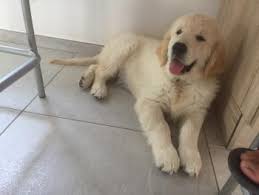 Puppy Growth Chart Pago Golden Retriever Male