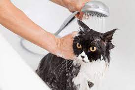 a flea bath when your cat s water