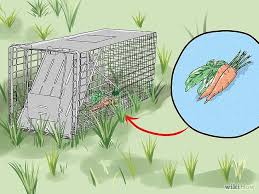 Here you may to know how to trap a groundhog. How To Trap A Groundhog