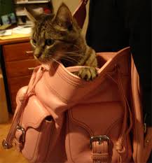 Image result for cats inside dooney handbag