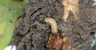 Root Maggots
