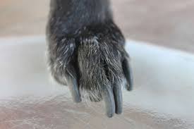 what to do if you trim your dog s nails