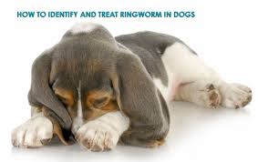 treat ringworm in dogs