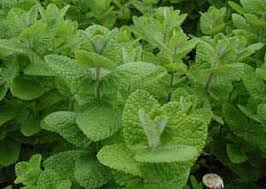 Spearmint is a derived term of mint. Apple Mint Mentha Suaveolens Uses Health Benefits And Pictures