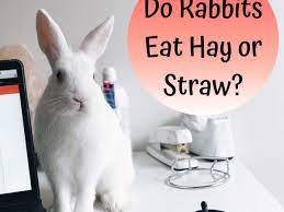 do rabbits need straw or hay bunny