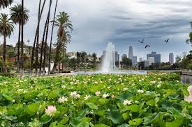 Sacred Lotus Flowers In Los Angeles