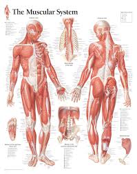 The Male Muscular System