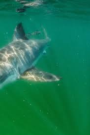 great white sharks are venturing to