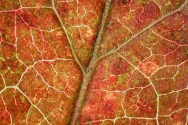 leaf color patterns in aging leaves