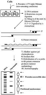 Schematic Representation Of Nucleosome Mapping By Psoralen