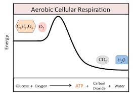 overview of cellular respiration