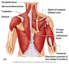 Image Result For Upper Back Muscle Diagram Human Body