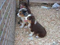 Check spelling or type a new query. Miniature Australian Shepherd Puppies In California