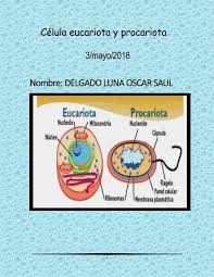 § are un nucleu bine diferențiat. Celula Eucariota Y Procariota