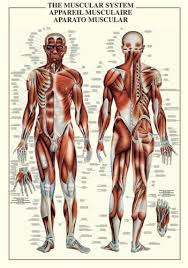 Details About The Muscular System Human Body Anatomy Huge Wall Chart Reference Poster