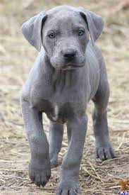 Great danes are affectionate, calm, loyal, and intelligent. Pin By Christine On Dogs Dane Puppies Great Dane Dogs Dane Dog