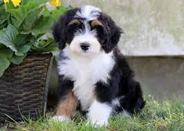 These loving, intelligent standard bernedoodle puppies are a cross between a bernese mountain dog and a standard poodle. Bernedoodle Mini Puppies For Sale Puppy Adoption Keystone Puppies