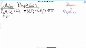 Review The Overall Equation Of Cellular