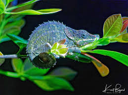 colorful chameleons in madagascar