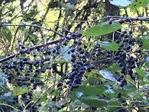 Are any wild grapes poisonous?