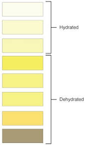 urine color chart colors smell